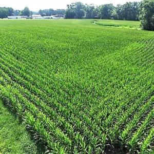 Photo of 17.1 Acres of Farm and Timber Land For Sale In Pitt County NC!
