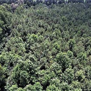 Photo of 17.1 Acres of Farm and Timber Land For Sale In Pitt County NC!