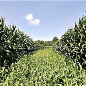 Photo of 17.1 Acres of Farm and Timber Land For Sale In Pitt County NC!
