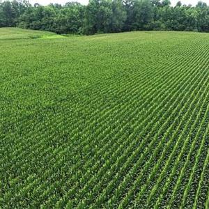 Photo of 17.1 Acres of Farm and Timber Land For Sale In Pitt County NC!