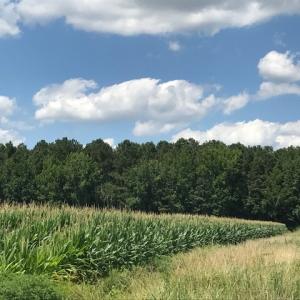 Photo of SOLD!  25 Acres of Farm and Timber Land For Sale in Perquimans County NC!