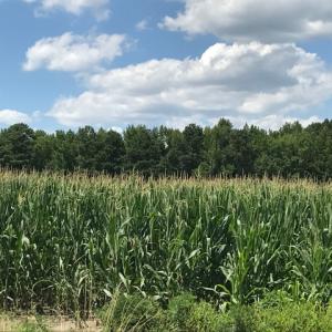 Photo of SOLD!  25 Acres of Farm and Timber Land For Sale in Perquimans County NC!