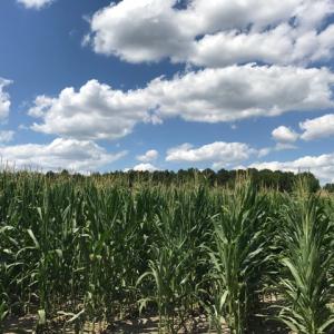 Photo of SOLD!  25 Acres of Farm and Timber Land For Sale in Perquimans County NC!
