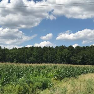 Photo of SOLD!  25 Acres of Farm and Timber Land For Sale in Perquimans County NC!