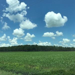 Photo of SOLD!  25 Acres of Farm and Timber Land For Sale in Perquimans County NC!