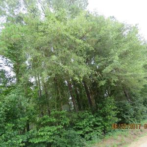 Photo of UNDER CONTRACT!  541.7 Acres of Farm and Hunting Land with Home For Sale in Columbus County NC!