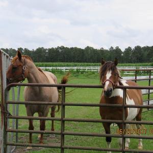 Photo of UNDER CONTRACT!  541.7 Acres of Farm and Hunting Land with Home For Sale in Columbus County NC!