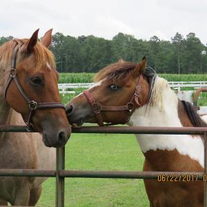 Photo of UNDER CONTRACT!  541.7 Acres of Farm and Hunting Land with Home For Sale in Columbus County NC!