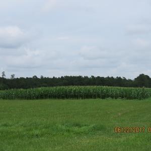 Photo of UNDER CONTRACT!  541.7 Acres of Farm and Hunting Land with Home For Sale in Columbus County NC!