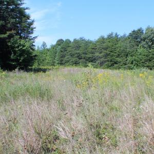 Photo of UNDER CONTRACT!  55.86 Acres of Recreational and Hunting Land For Sale in Goochland County VA!