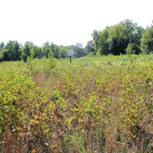 Photo of UNDER CONTRACT!  55.86 Acres of Recreational and Hunting Land For Sale in Goochland County VA!