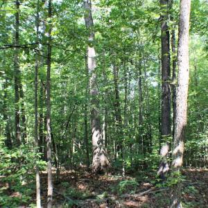 Photo of UNDER CONTRACT!  55.86 Acres of Recreational and Hunting Land For Sale in Goochland County VA!