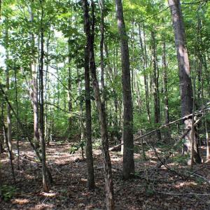 Photo of UNDER CONTRACT!  55.86 Acres of Recreational and Hunting Land For Sale in Goochland County VA!