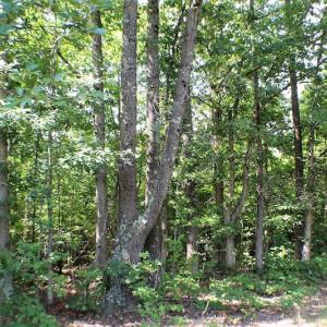 Photo of UNDER CONTRACT!  55.86 Acres of Recreational and Hunting Land For Sale in Goochland County VA!