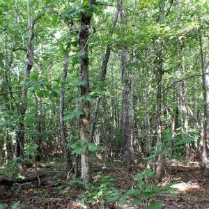 Photo of UNDER CONTRACT!  55.86 Acres of Recreational and Hunting Land For Sale in Goochland County VA!