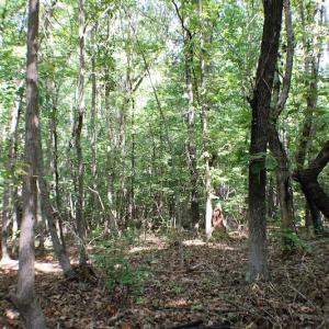 Photo of UNDER CONTRACT!  55.86 Acres of Recreational and Hunting Land For Sale in Goochland County VA!