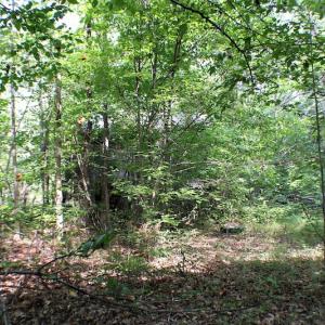 Photo of UNDER CONTRACT!  55.86 Acres of Recreational and Hunting Land For Sale in Goochland County VA!