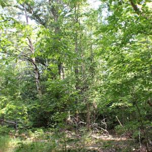 Photo of UNDER CONTRACT!  55.86 Acres of Recreational and Hunting Land For Sale in Goochland County VA!