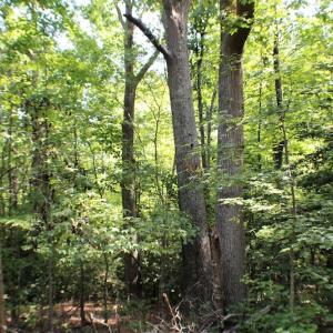 Photo of UNDER CONTRACT!  55.86 Acres of Recreational and Hunting Land For Sale in Goochland County VA!