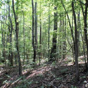 Photo of UNDER CONTRACT!  55.86 Acres of Recreational and Hunting Land For Sale in Goochland County VA!