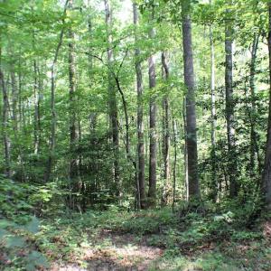 Photo of UNDER CONTRACT!  55.86 Acres of Recreational and Hunting Land For Sale in Goochland County VA!