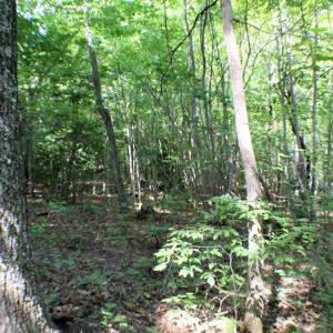 Photo of UNDER CONTRACT!  55.86 Acres of Recreational and Hunting Land For Sale in Goochland County VA!