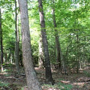 Photo of UNDER CONTRACT!  55.86 Acres of Recreational and Hunting Land For Sale in Goochland County VA!