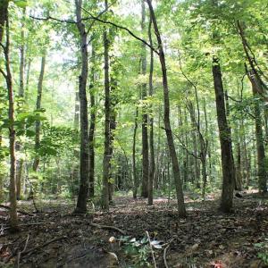 Photo of UNDER CONTRACT!  55.86 Acres of Recreational and Hunting Land For Sale in Goochland County VA!