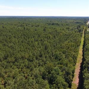 Photo of UNDER CONTRACT!  51.44 Acres of Hunting and Timber Land For Sale in Halifax County NC!