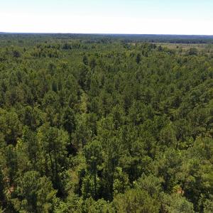 Photo of UNDER CONTRACT!  51.44 Acres of Hunting and Timber Land For Sale in Halifax County NC!