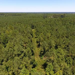 Photo of UNDER CONTRACT!  51.44 Acres of Hunting and Timber Land For Sale in Halifax County NC!