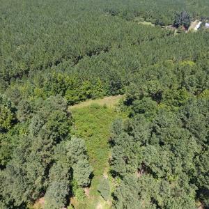 Photo of UNDER CONTRACT!  51.44 Acres of Hunting and Timber Land For Sale in Halifax County NC!