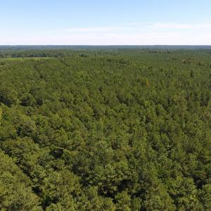 Photo of UNDER CONTRACT!  51.44 Acres of Hunting and Timber Land For Sale in Halifax County NC!