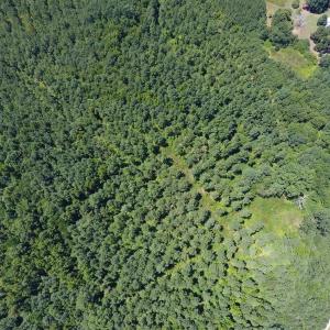 Photo of UNDER CONTRACT!  51.44 Acres of Hunting and Timber Land For Sale in Halifax County NC!