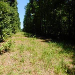Photo of UNDER CONTRACT!  51.44 Acres of Hunting and Timber Land For Sale in Halifax County NC!