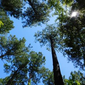Photo of UNDER CONTRACT!  51.44 Acres of Hunting and Timber Land For Sale in Halifax County NC!