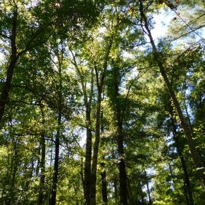 Photo of UNDER CONTRACT!  51.44 Acres of Hunting and Timber Land For Sale in Halifax County NC!