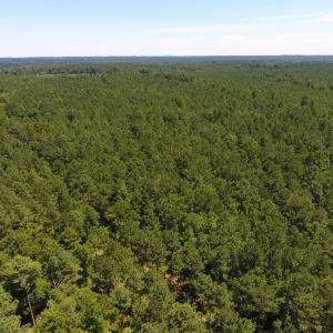 Photo of UNDER CONTRACT!  51.44 Acres of Hunting and Timber Land For Sale in Halifax County NC!