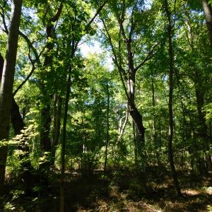 Photo of UNDER CONTRACT!  51.44 Acres of Hunting and Timber Land For Sale in Halifax County NC!