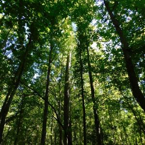 Photo of UNDER CONTRACT!  51.44 Acres of Hunting and Timber Land For Sale in Halifax County NC!