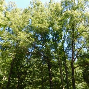 Photo of UNDER CONTRACT!  51.44 Acres of Hunting and Timber Land For Sale in Halifax County NC!