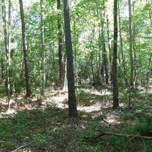 Photo of UNDER CONTRACT!  51.44 Acres of Hunting and Timber Land For Sale in Halifax County NC!
