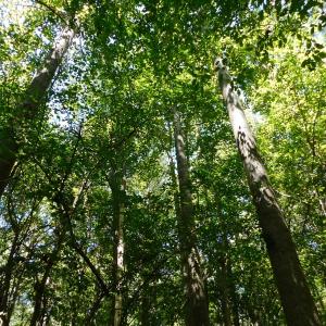 Photo of UNDER CONTRACT!  51.44 Acres of Hunting and Timber Land For Sale in Halifax County NC!