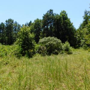 Photo of UNDER CONTRACT!  51.44 Acres of Hunting and Timber Land For Sale in Halifax County NC!