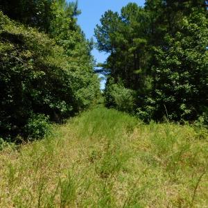Photo of UNDER CONTRACT!  51.44 Acres of Hunting and Timber Land For Sale in Halifax County NC!