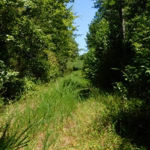 Photo of UNDER CONTRACT!  51.44 Acres of Hunting and Timber Land For Sale in Halifax County NC!