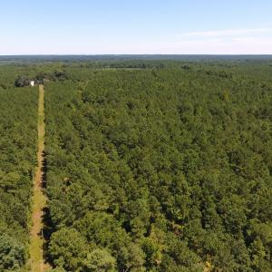 Photo of UNDER CONTRACT!  51.44 Acres of Hunting and Timber Land For Sale in Halifax County NC!