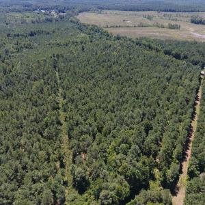 Photo of UNDER CONTRACT!  51.44 Acres of Hunting and Timber Land For Sale in Halifax County NC!