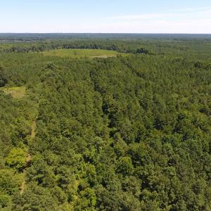 Photo of UNDER CONTRACT!  51.44 Acres of Hunting and Timber Land For Sale in Halifax County NC!