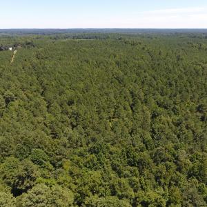 Photo of UNDER CONTRACT!  51.44 Acres of Hunting and Timber Land For Sale in Halifax County NC!